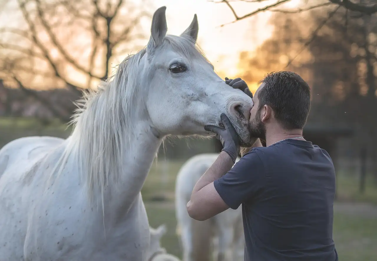 De hippische ondernemer